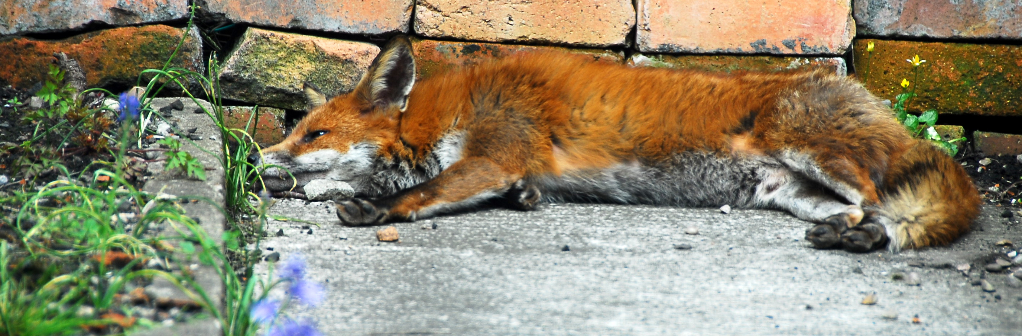 Fox